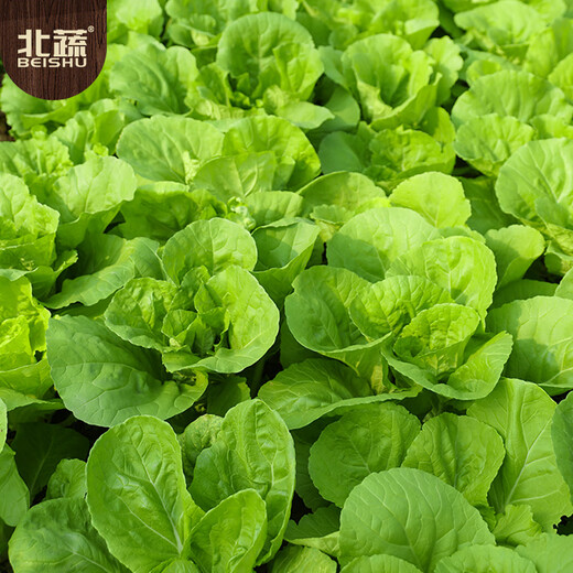 Beishu Pakchoi Seeds Four Seasons Fast-growing Family Balcony Vegetable Seeds Four Seasons Cream Pakchoi Seeds 20g