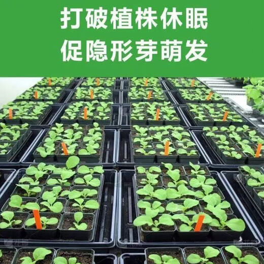 Plant bursting hormone, budding hormone, succulent leaf inserts, germination promotion, household flower growing fertilizer, old pile plant clear leaf fertilizer, old pile dry yellow leaves first aid, new buds grow, 3 barrels 7500ml