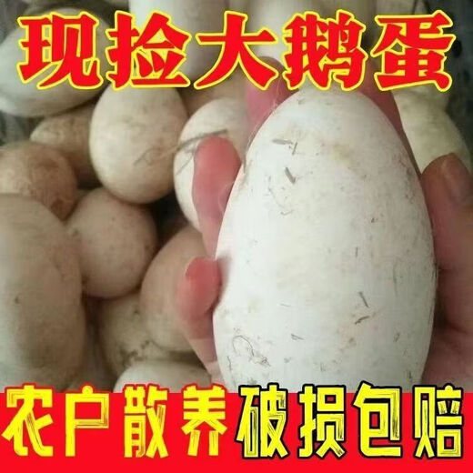 Authentic local goose eggs, fresh farm-raised goose eggs, large goose eggs, nourishing breakfast for pregnant women and babies, fresh JD.com 12 pieces, 100-120g, very cost-effective to eat by yourself Authentic local goose eggs, fresh farm-raised goose eggs, large goose eggs, nourishing breakfast for pregnant women and babies, fresh JD.com 12 pieces, 100-120g, very cost-effective to eat by yourself