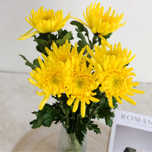 White chrysanthemum and yellow chrysanthemum flowers grown in water, indoor vase chrysanthemums for home use for festivals, Qingming flowers, Jiangsu base direct delivery, 10 pieces of yellow chrysanthemums, free 1 set of packaging
