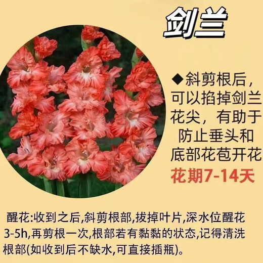 Gladiolus Backgammon Flowers Hydroponic Fresh Cut Flowers Gladiolus Valentine's Day Gift Spring Festival Decoration New Year's Eve Flowers Gladiolus Taro Purple 3 Branches (60-65cm)