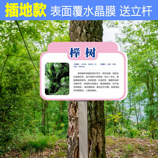 School park ground tree brand plant greening information sign tree introduction sign fruit tree sign CDS-01 20x30cm