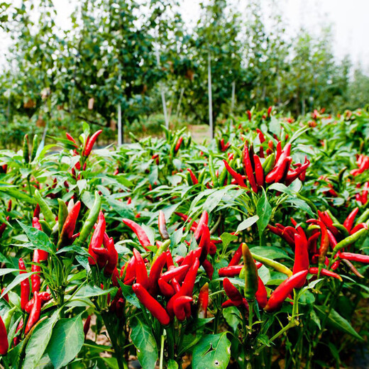 Chaotian pepper seeds, super spicy millet pepper, early maturing pepper seeds, balcony potted plants, sowing farm vegetable seeds for all seasons, two packs of Chaotian pepper seeds