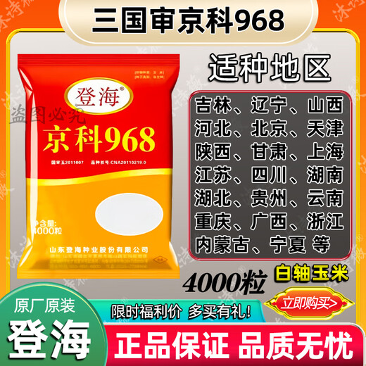 Suiyiman Jingke 968 high-yielding corn seeds, short stems and big sticks, drought-resistant and high-temperature resistant purple gold version white shaft corn seeds purple gold version original 4000 grains