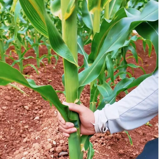 Authentic and original Kangnong Jade 517 high-yielding hybrid corn seed white-shaft big horse-shaped corn seed stick original factory original fake one will pay ten white shaft big stick original No. 517 one kilogram