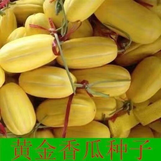 Golden dense melon seeds, melon dense seeds, Golden Road fruits, early maturing, high yield, disease resistance, extra large spring melon fruit seeds, golden dense seeds/pack, about 100 seeds, 1 pack