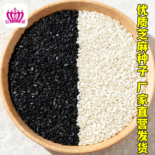 Xinyan high-yielding sesame seeds, four-sided, high-oil, multi-resistant black and white sesame seeds planted in farm fields, spring and summer four-season vegetable seeds, high-yielding black sesame seeds, black sesame seeds, 10g*1 bag