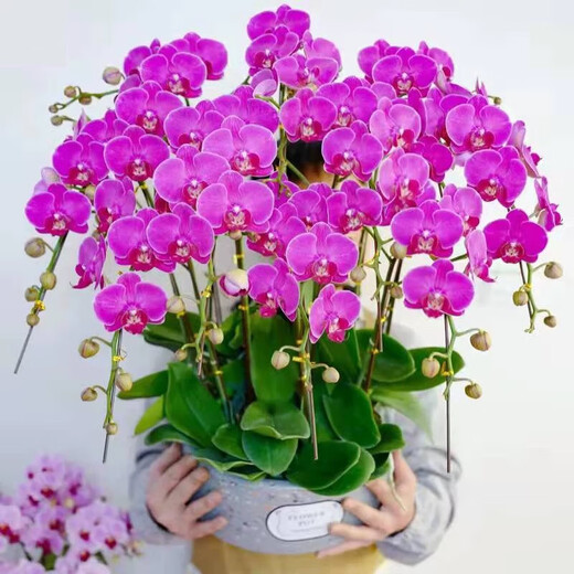 New Year Flower Phalaenopsis Potted Spring Festival New Year Ornaments Flowers Indoor Plants Good for All Seasons Decorative New Year Flowers 5. Purple Wind Chime (delivered with foil sword) free of fertilizer, pot not included