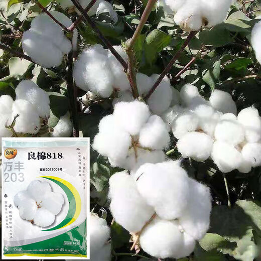 Семена хлопка Qiuying Liangmian 818, высокоурожайный гибридный хлопок, высокоурожайные семена полевых посадок, устойчивые к насекомым большие семена хлопка персика, подупаковка Snow White Lazy Cotton 10 г