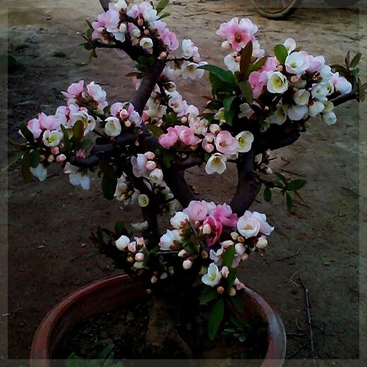 Laozhuang Begonia Four Seasons Begonia flower sapling potted bonsai cold-resistant indoor and outdoor courtyard blooms continuously in all seasons, five-year seedling flowering period with buds