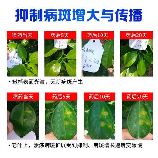 Great Harvest and Fenchuang Carefully Selected 77% Copper Hydroxide Fruit Tree and Vegetable Bacterial Disease Angular Canker Genuine Pesticide and Fungicide 1000g