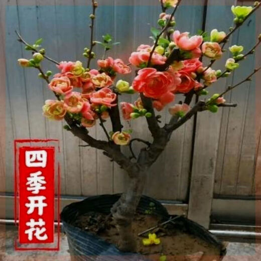 Laozhuang Begonia Four Seasons Begonia flower sapling potted bonsai cold-resistant indoor and outdoor courtyard blooms continuously in all seasons, five-year seedling flowering period with buds