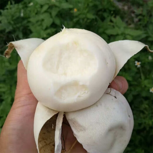Early-maturing Muma Mountain Sweet Potato and Cold Potato Seeds Large Sweet Potato White Sweet Potato Kudzu High-yielding Spring and Autumn Sowing Fruit and Vegetable Seeds Muma Mountain Sweet Potato (Jingyam Seeds/Pack About 50 Pieces 5 Packs