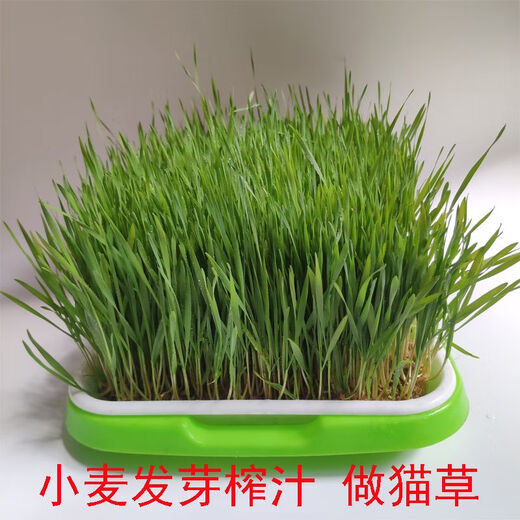 2024 Dry wheat with skin, farmer’s wheat grains in bulk for making maltose, wheat seeds, germination, juice grinding and consumption. 5 Jin Jin is equal to 0.5 kg.