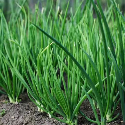 Seed collection 12 kinds of vegetable seeds, four-season vegetable seeds, balcony potted green plants, easy to grow in the courtyard in spring and autumn, coriander + spinach + lettuce + cabbage + green onions