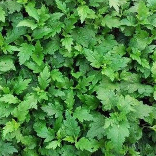 Chrysanthemum brain seeds Nanjing chrysanthemum brain chrysanthemum chrysanthemum vegetables four seasons wild chrysanthemum field chrysanthemum multiple picking wild vegetable seeds chrysanthemum leaf seeds / bag about 300 capsules 5 bags