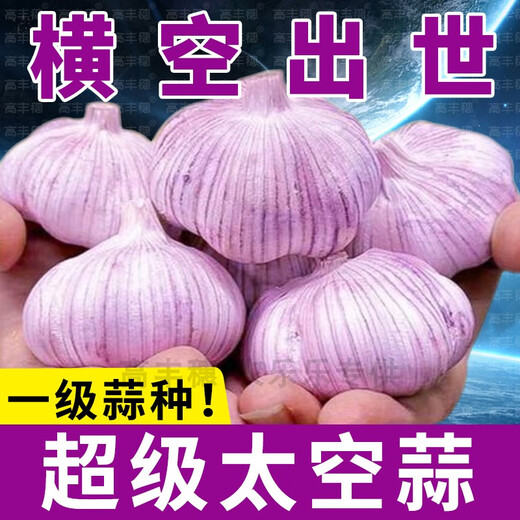 Special Garlic Seed 2025 New Variety Purple Skin Garlic Seed Garlic Seedling Seeds Space Garlic Shandong High Yield Garlic Seeds 50g Garlic Cloves Four Resistances and Double Highs Keep Seeds for Three Years