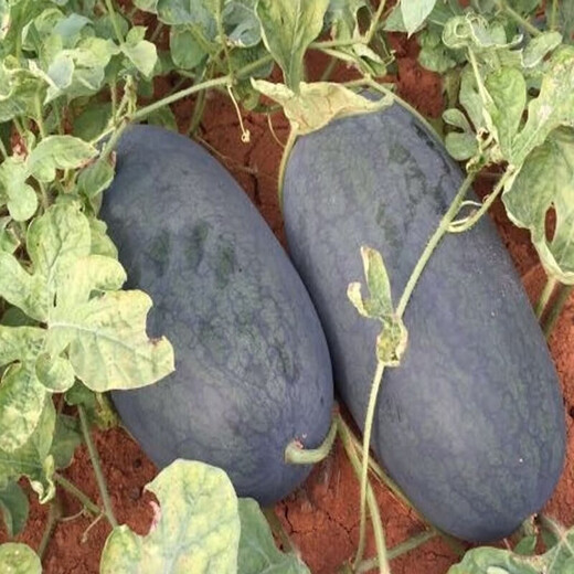 Watermelon set, watermelon seeds, watermelon balcony potted farmhouse garden melon seeds, various varieties, Black Beauty watermelon seeds, 2 packs, about 100 pieces