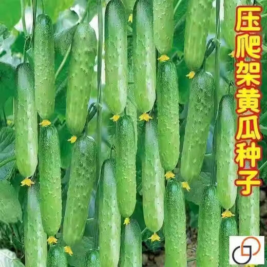 Spring and autumn strong female sweet cucumber seeds, high yield, four-season fruit cucumbers, high temperature resistant to 45 degrees Cucumber seeds, complete list of northern cucumber seeds, about 48 seeds per pack, sweet and crisp fruit cucumbers (crisp, sweet and refreshing)
