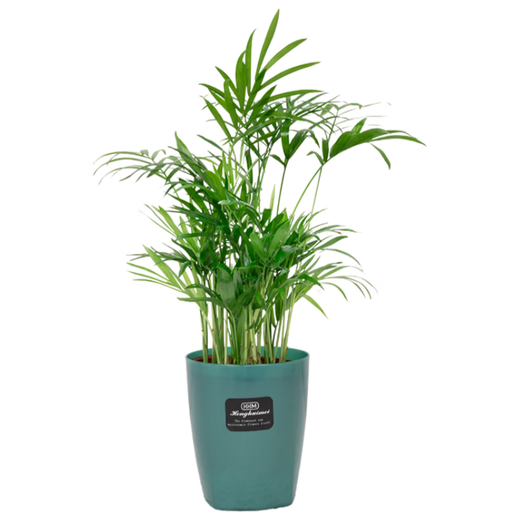 Meet Literature and Art 1 Pot of Pocket Coconut