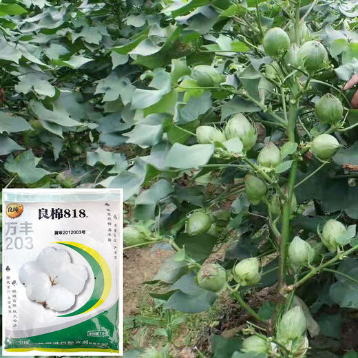 Семена хлопка Qiuying Liangmian 818, высокоурожайный гибридный хлопок, высокоурожайные семена полевых посадок, устойчивые к насекомым большие семена хлопка персика, подупаковка Snow White Lazy Cotton 10 г