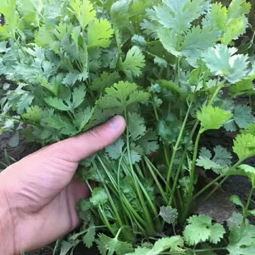 Seed collection 12 kinds of vegetable seeds, four-season vegetable seeds, balcony potted green plants, easy to grow in the courtyard in spring and autumn, coriander + spinach + lettuce + cabbage + green onions