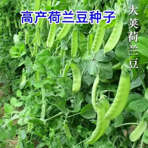 Dutch pea seeds, pea seedlings, four-season sweet old varieties, pea seeds, broad beans, rapeseed, pointed peas, high-yield snow pea seeds, original pack of about 50 seeds