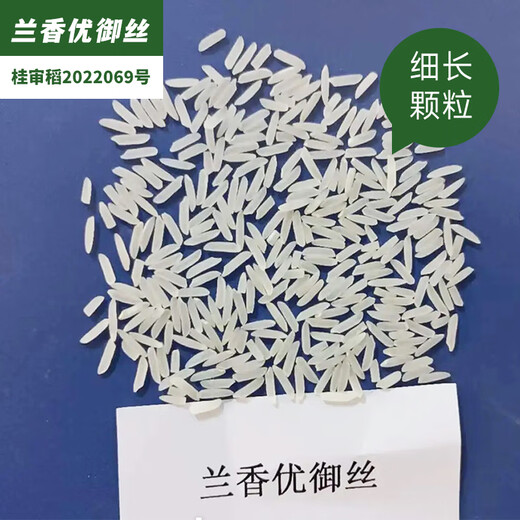 稻玉丰农业长粒米原厂包装兰香优御丝农用杂交水稻种子香型长粒香米 兰香优御丝水稻种子5袋（送水稻大礼包） 500g/袋