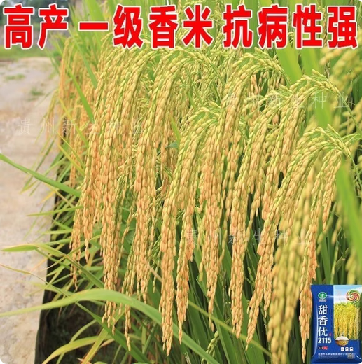 杂交国审水稻种子正品甜香优2115高产优质一级香米甜香长粒香谷种 甜香2115      2袋