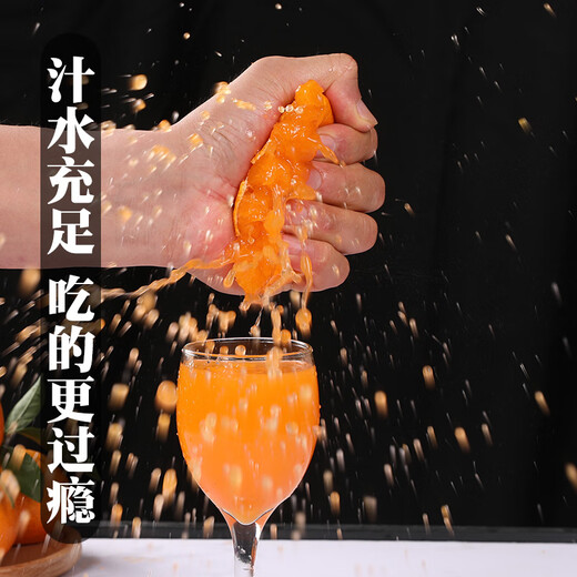 Uncle Sam's Authentic Linhai Yongquan Tangerine, Next Day Delivery to Many Places, Seedless Tangerine Orange Fruit Gift Box, Best Selling* Premium Fruit, Fruit Circumference 50-60mm, Super Sweet, Alpine Old Tree Fruit, 5 Jin Jin is equal to 0.5 kg, Gift Box, Carefully Selected by Farmers, Net 4.5