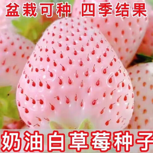 Creamy White Strawberry Seeds Four Seasons White Strawberry Seeds Vegetable Seeds and Beauty Home Potted Balcony Planting Creamy White Strawberry Seeds/Pack About 100 capsules 1 pack