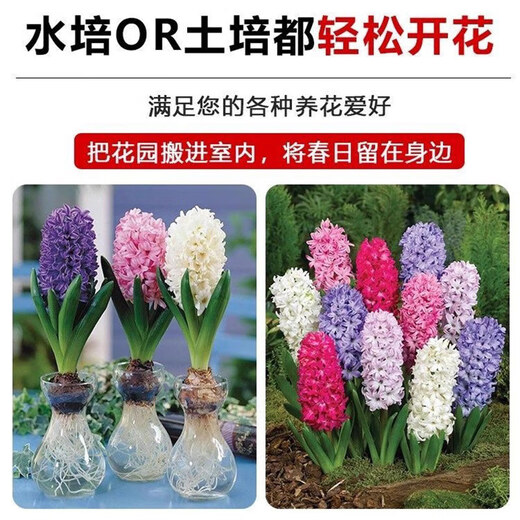 Imported hyacinth seed bulbs, large ball hydroponic office soil culture potted plants, winter cold-resistant flowering, easy to grow flowers for novices, blue pearls, circumference 16/17cm