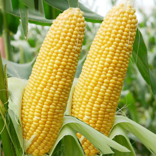 National Approval Fruit Corn Seeds Fresh Sweet and Crisp National Approval Sweet Corn Seeds Farmhouse Garden Vegetables National Approval Fruit Corn Seeds 1 pack of about 50 pieces