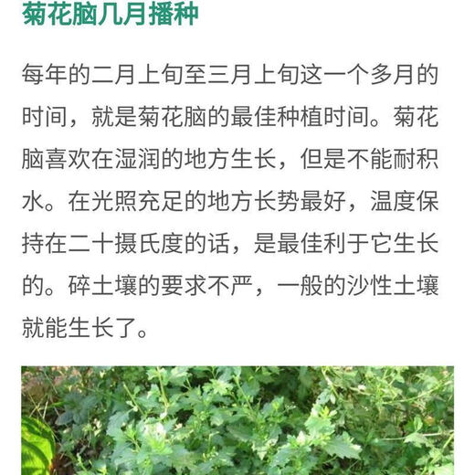 Chrysanthemum brain seeds Nanjing chrysanthemum brain chrysanthemum chrysanthemum vegetables four seasons wild chrysanthemum field chrysanthemum multiple picking wild vegetable seeds chrysanthemum leaf seeds / bag about 300 capsules 5 bags