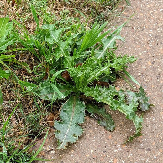 Shandong Shouguang vegetable seeds collection, coriander seeds, green vegetables, tomatoes, spinach, watermelon, shallots, lettuce, rapeseeds, 10,000 shepherd's purse seeds