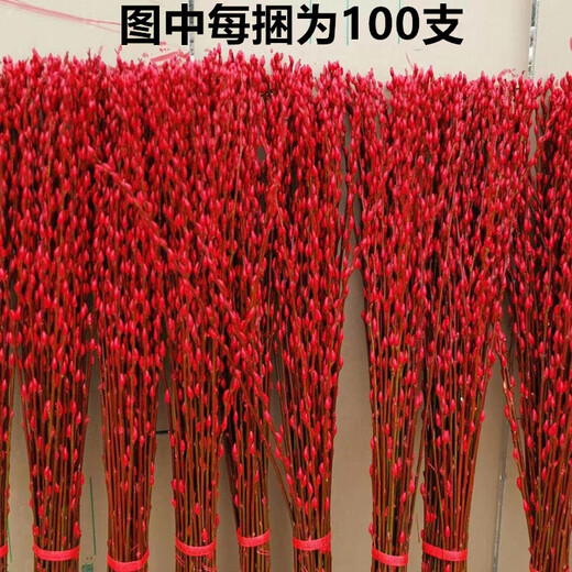 Silver willow real flowers, fresh branches, New Year's Eve flowers, red dried flowers, lucky bucket, silver willow, hydroponic plants, flowers, living room interior decoration, high-quality A-grade silver willow festive red 60 cm, 30 pieces + 2 small lanterns
