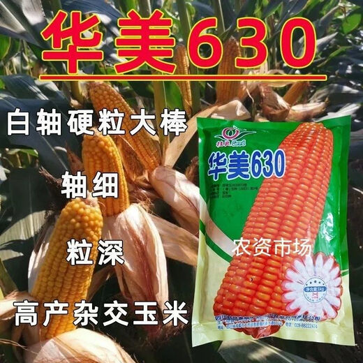 630 high-yielding hybrid corn seeds, selected high-quality hard-grained large cob-wrapped cereal seeds, stable yield, resistant to diseases and pests, 1kg, original