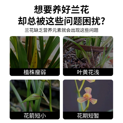 Jinyate nutrient solution orchid multi-arrow special fertilizer to promote flowering fertilizer bud bursting, flowering and rooting without dilution 500ml