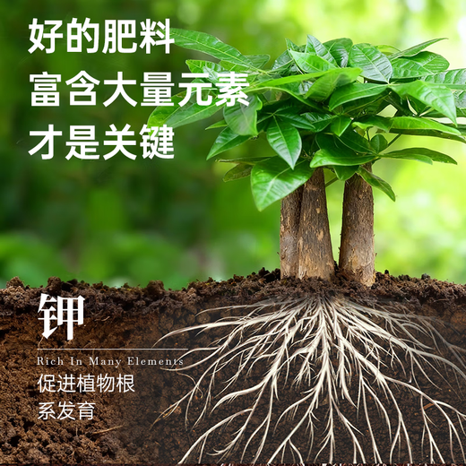 Jinyate special nutrient solution for money tree plants, leaves turn yellow and fall off, green plant potted flower fertilizer 500ml