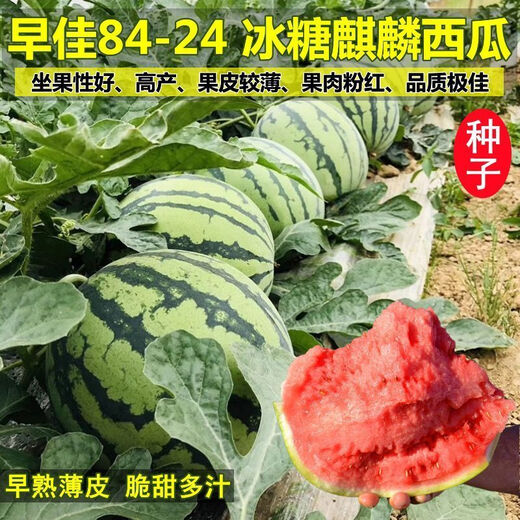 8424 Kirin small-seeded watermelon seeds, seedless, extra-large, high-yielding, giant sweet king, southern four-season vegetable and fruit seeds. 8424 watermelon seeds/pack, about 50 seeds, 5 packs