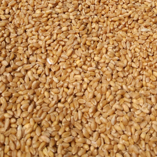 2024 Dry wheat with skin, farmer’s wheat grains in bulk for making maltose, wheat seeds, germination, juice grinding and consumption. 5 Jin Jin is equal to 0.5 kg.
