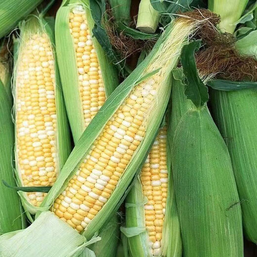 Beijing fresh Yunnan fruit corn 5Jin Jin is equal to 0.5kg, fresh sweet corn on the cob, sweet, crisp and juicy, fresh vegetables, straight from the source