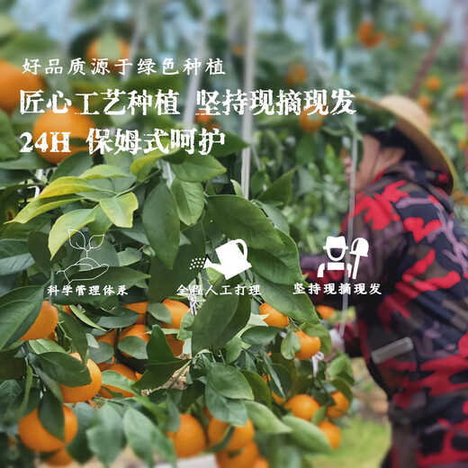 Jingmi Xiangshan Red Beauty Citrus Net Weight 4.5Jin Jin is equal to 0.5kg 12 pieces starting from 180g Ehime Jelly Orange Straight from the source