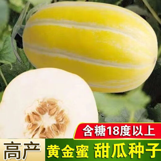Golden dense melon seeds, melon dense seeds, Golden Road fruits, early maturing, high yield, disease resistance, extra large spring melon fruit seeds, golden dense seeds/pack, about 100 seeds, 1 pack