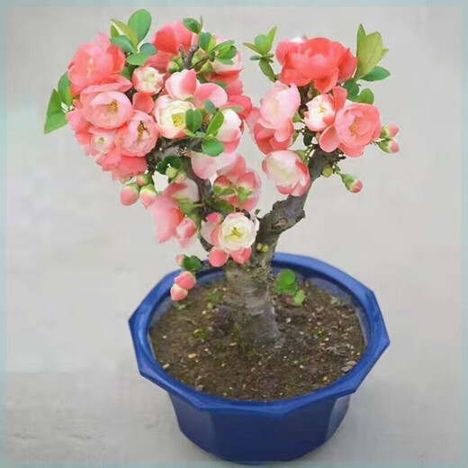 Laozhuang Begonia Four Seasons Begonia flower sapling potted bonsai cold-resistant indoor and outdoor courtyard blooms continuously in all seasons, five-year seedling flowering period with buds