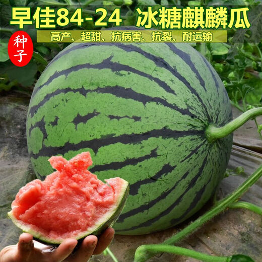 Fruit set, strawberry, cherry tomatoes, croissant, honey, watermelon, balcony potted farmhouse garden melon seeds, various kinds of rock sugar unicorn watermelon seeds, 2 packs, about 100 seeds