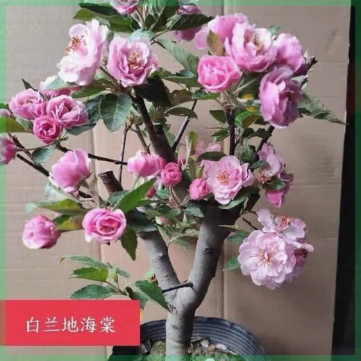 Laozhuang Begonia Four Seasons Begonia flower sapling potted bonsai cold-resistant indoor and outdoor courtyard blooms continuously in all seasons, five-year seedling flowering period with buds