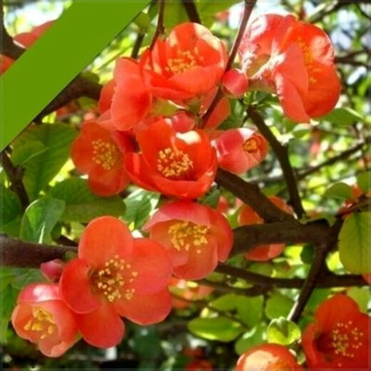 Laozhuang Begonia Four Seasons Begonia flower sapling potted bonsai cold-resistant indoor and outdoor courtyard blooms continuously in all seasons, five-year seedling flowering period with buds