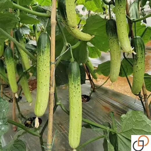 Hybrid sweet crispy king cucumber seeds old variety high yield dry cucumber seeds season spring and summer fruit and vegetable seeds hybrid sweet crispy king original 1 pack (about 50 pieces)