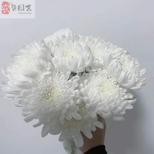 Garden Mountain Wilderness New Qingming Festival Yellow and White Chrysanthemum Flower Bouquet for Mourning Tomb Sweeping Ancestors Worshiping Mountains and Gods Guangzhou Base Express Delivery White Chrysanthemum 50 Branches
